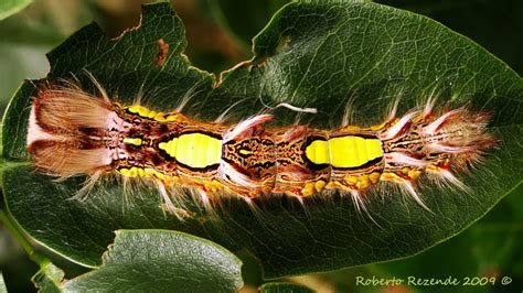 brazil caterpillar
